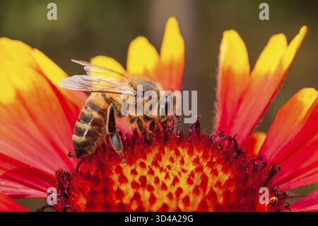 Gros plan d'une abeille collectant le nectar d'une fleur de couverture rouge et jaune éclatante, Macro Shot Banque D'Images