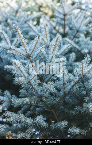 Une vue rapprochée d'un conifère, en se concentrant sur ses feuilles en forme d'aiguilles. Les motifs naturels complexes et les textures du feuillage de l'arbre Banque D'Images