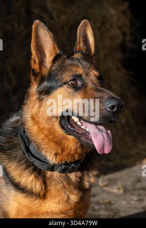 Beau portrait d'un chien Berger allemand à la lumière du soleil avec fond sombre Banque D'Images