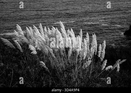 Herbe de Pampas Cortaderia Selloana poussant à l'état sauvage sur les falaises au-dessus de Housel Bay, péninsule de Lizard, Cornouailles. Certains pensaient comme une plante envahissante. Banque D'Images