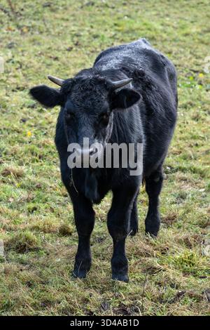 Gros plan de la vache noire en plein air dans la campagne anglaise en automne. Banque D'Images