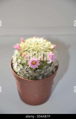 Gros plan de cactus moelleux à épines blanches (Mammillaria) avec des fleurs roses éclatantes fleurissant dans un pot en terre cuite sur fond blanc Banque D'Images
