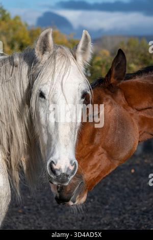 Deux chevaux dehors ensemble dans le soleil d'automne avec l'un montrant de l'affection pour l'autre. Banque D'Images