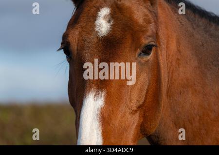 Cheval de Gelding Bay avec flash blanc sur son nez avec des yeux regardant le photographe Banque D'Images