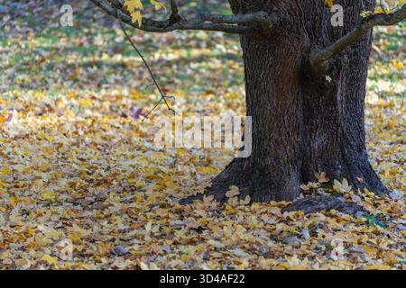 Un tronc d'arbre robuste s'élève d'un tapis doré de feuilles d'érable tombées. Des textures d'automne calmes remplissent la scène. Banque D'Images