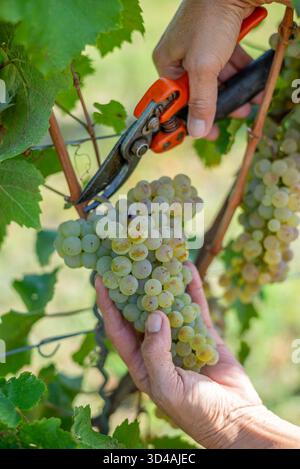 Le vignetable récolte les raisins. Raisins blancs dans les mains du vigneron dans le vignoble. Récolte riche, Hongrie. Banque D'Images