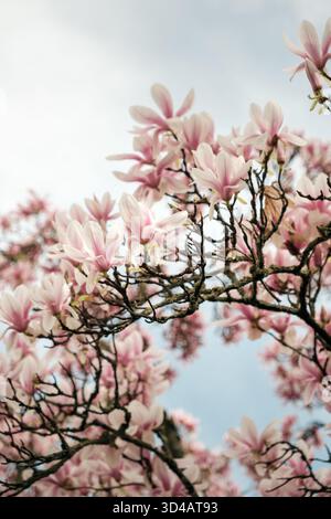 Magnolias fleuris sur un arbre avec le ciel et la lumière en arrière-plan dans la ville Würzburg. Banque D'Images