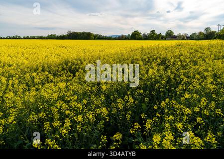 Vaste champ de colza jaune en pleine floraison sous un ciel printanier nuageux dans la campagne. Banque D'Images