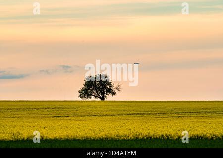 Arbre solitaire debout au milieu d'un champ de colza jaune au coucher du soleil avec un ciel pastel coloré en arrière-plan. Banque D'Images