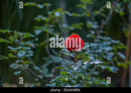 Une rose rouge unique fleurissant au milieu des feuilles vertes dans un jardin. Banque D'Images