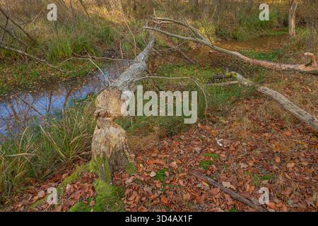 Scène de la nature avec arbre tombé par un castor à côté d'un ruisseau paisible pendant le feuillage d'automne dans un cadre de forêt Banque D'Images