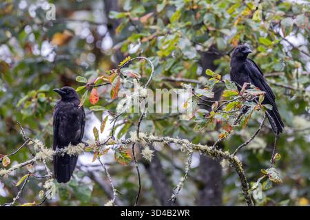 Deux corbeaux perchés sur des branches couvertes de mousse dans une forêt pluvieuse Banque D'Images