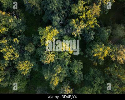 Forêt verte dans une vue aérienne vue directement d'en haut Banque D'Images