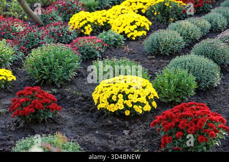 Parterre de fleurs avec chrysanthèmes jaunes et rouges. Parterre de fleurs coloré de chrysanthèmes dans des tons d'automne vifs - rouge, jaune et vert, représentant natura Banque D'Images