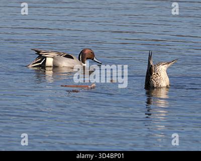 Paire de pintail du nord (Anas acuta) dabling canard sur l'eau à Leighton Moss RSPB réserve Lancashire, Angleterre, Royaume-Uni Banque D'Images