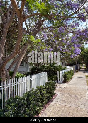 Jacaranda mimosifolia arbre en pleine floraison avec des fleurs violettes vibrantes, au-dessus d'une clôture blanche moderne et des haies vertes le long d'un trottoir dans un resi Banque D'Images