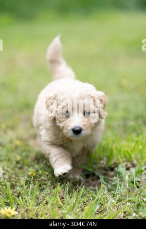Belle blonde chiot caniche cross courir sur l'herbe Banque D'Images