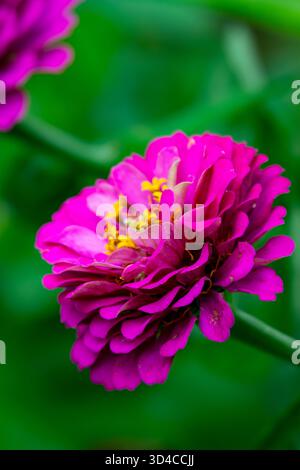 Fleur de Zinnia magenta vif avec étamines jaunes et un fond vert foncé à la fin de septembre dans le comté de Waukesha, Wisconsin. Banque D'Images