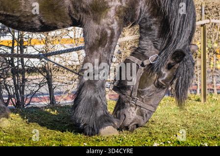 Cheval frison noir sur la pelouse portrait en gros plan Banque D'Images
