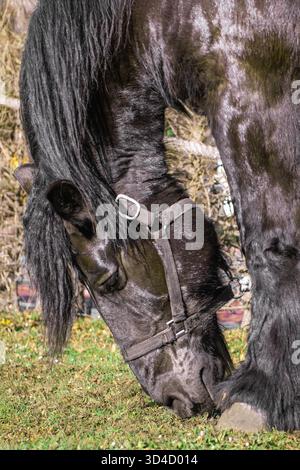 Portrait en gros plan d'un cheval frison noir sur la verticale de la pelouse Banque D'Images