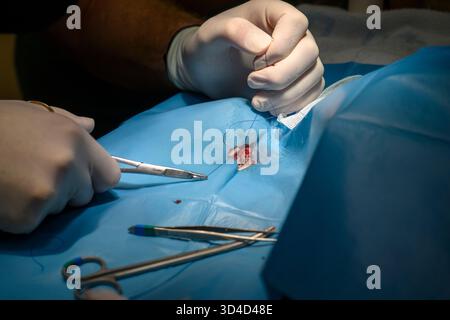 Des vétérinaires opèrent sur un goéland à pattes jaunes anesthésié (Larus michahellis) photographié à l'Hôpital israélien de la faune, Ramat Gan, Banque D'Images