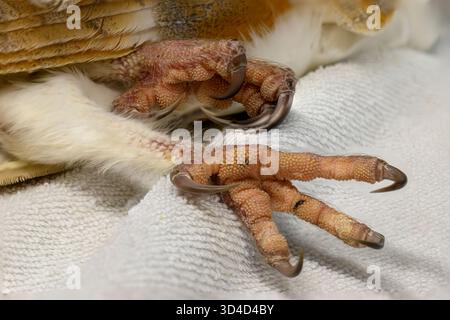 Gros plan des griffes et des talons d'un hibou de grange de l'Ouest (Tyto alba) photographié en Israël Banque D'Images