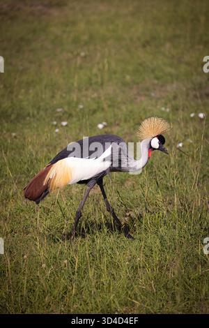 Grue grise ou grise (Balearica regulorum gibbericeps) photographiée dans la réserve nationale du Masai Mara, Kenya, en avril Banque D'Images