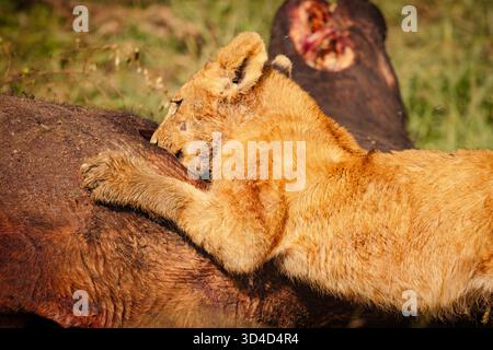 Une fierté de lions (Panthera leo) se nourrissant d'une carcasse de buffle chassé photographié dans la réserve nationale du Masai Mara, au Kenya, en avril Banque D'Images
