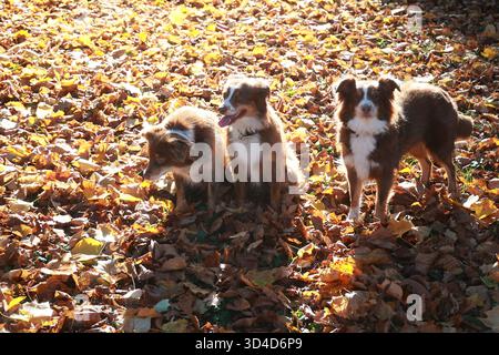 Trois bergers australiens en feuilles d'automne Banque D'Images