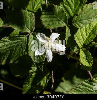 Fleur de Rubus photographiée dans les Alpes autrichiennes en août Banque D'Images