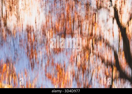 Les feuilles et les branches d'automne vibrantes se sont transformées en un flou artistique grâce au mouvement intentionnel de la caméra Banque D'Images