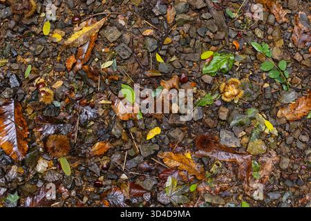 Châtaigniers bavures sur le sol de la forêt rocheuse automne avec des feuilles colorées dispersées. Texture naturelle saison d'automne sous-bois biodiversité fond organique Banque D'Images