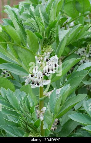 Vicia faba Bunyard's Exhibition, Broad bean Bunyard's Exhibition, fleurs au printemps Banque D'Images