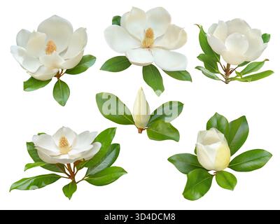 Élégantes fleurs et bourgeons de magnolia blanc avec des feuilles vertes brillantes isolées sur fond blanc. Idéal pour le design botanique, les cosmétiques naturels, le flor Banque D'Images