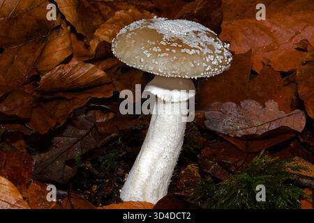 Amanita excelsa (amanita à taches grises) se trouve dans les forêts de conifères et de feuillus en Europe et en Amérique du Nord. C'est une espèce comestible. Banque D'Images