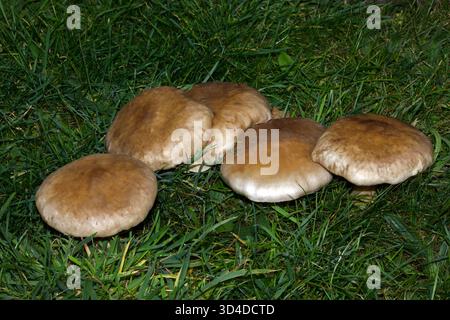 Le Clitocybe nebularis (agaric obscurci) pousse à la fois dans les conifères et dans les bois feuillus en Europe et en Amérique du Nord. Banque D'Images