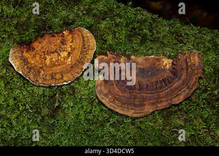 Daedaleopsis confragosa (parenthèse rougissante) est un pathogène des plantes provoquant la pourriture blanche, en particulier sur les saules. On le trouve en Eurasie et en Amérique du Nord. Banque D'Images