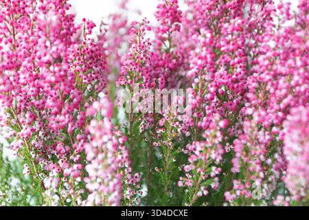 Vue rapprochée de fleurs de bruyère rose formant un arrière-plan floral de rêve. Texture botanique naturelle avec de petites fleurs et des tiges vertes. ID Banque D'Images