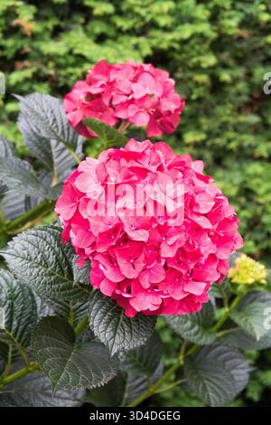 MOPHEAD Hydrangea Bigleaf Hydrangea fleurs rouges dans le jardin Banque D'Images
