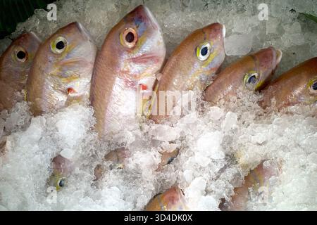 Doré doré doré doré doré doré (Nemipterus virgatus) poisson sur glace dans le supermarché. Banque D'Images