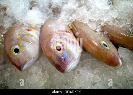 Doré doré doré doré doré doré (Nemipterus virgatus) poisson sur glace dans le supermarché. Banque D'Images