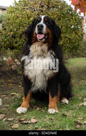 Un énorme chien de montagne bernois sur fond de buissons et de feuillage d'automne. Un chien de montagne bernois mignon lors d'une promenade dans le parc en automne. Banque D'Images