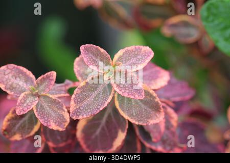 Feuilles de fuseau panachées teintées rose d'hiver après une tempête de pluie. Euonymus fortunei « Emerald 'n' Gold » Banque D'Images