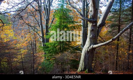 Vue sur une scène forestière sereine avec des arbres imposants avec un mélange de vert éclatant et de feuillage automnal sous un ciel doux, Haddington, Écosse, United Banque D'Images