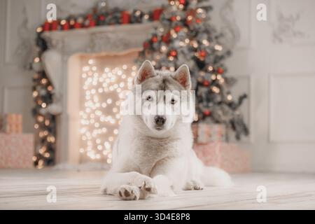 Husky sibérien reposant devant le sapin de Noël et les lumières brillantes, portrait festif d'animal de compagnie à l'intérieur. Banque D'Images