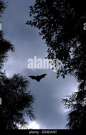 Chauve-souris de renard volant silhouette contre un ciel nuageux nocturne à Brisbane, en Australie. Banque D'Images