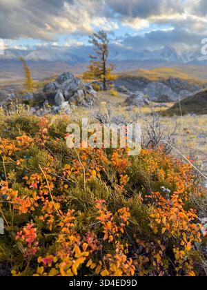Les couleurs vives de l'automne remplissent la crête rocheuse d'arbustes à fleurs orange au premier plan, tandis que les pins parsèment le sol et les sommets enneigés s'élèvent sous un ciel nuageux spectaculaire. Banque D'Images