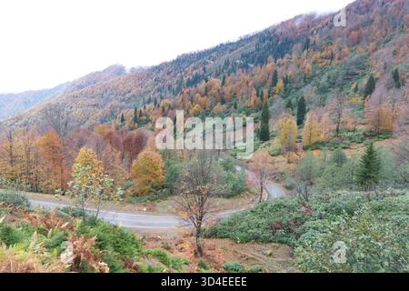 Route sinueuse à travers Autumn Hills.A route de montagne sinueuse traverse une forêt remplie de feuillage d'automne vibrant, mettant en valeur les couleurs étonnantes de au Banque D'Images