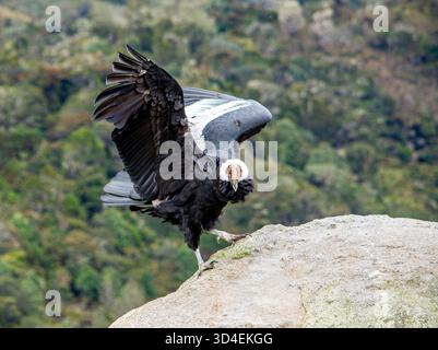 Un majestueux condor andin perché sur un rocher dans le parc national de Purace, Cauca, Colombie, mettant en valeur son envergure impressionnante et sa beauté naturelle. Banque D'Images