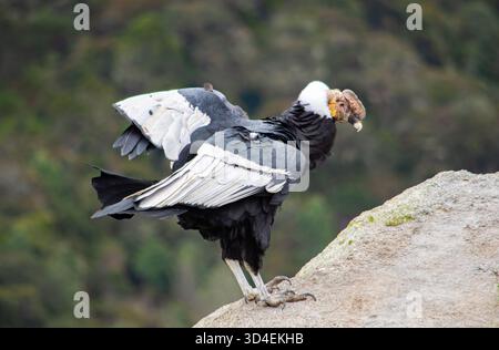 Un majestueux condor andin perché sur un rocher dans le parc national de Purace, Cauca, Colombie, mettant en valeur ses ailes impressionnantes et sa beauté naturelle. Banque D'Images
